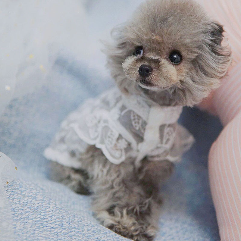 White Lace Princess Dog Weedin - огляд і ціна Xl Summer Clothing