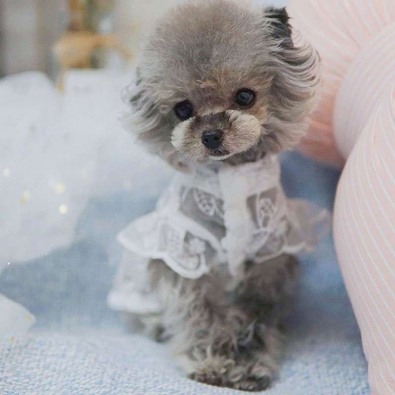 White Lace Princess Dog Weedin - огляд і ціна Xl Summer Clothing